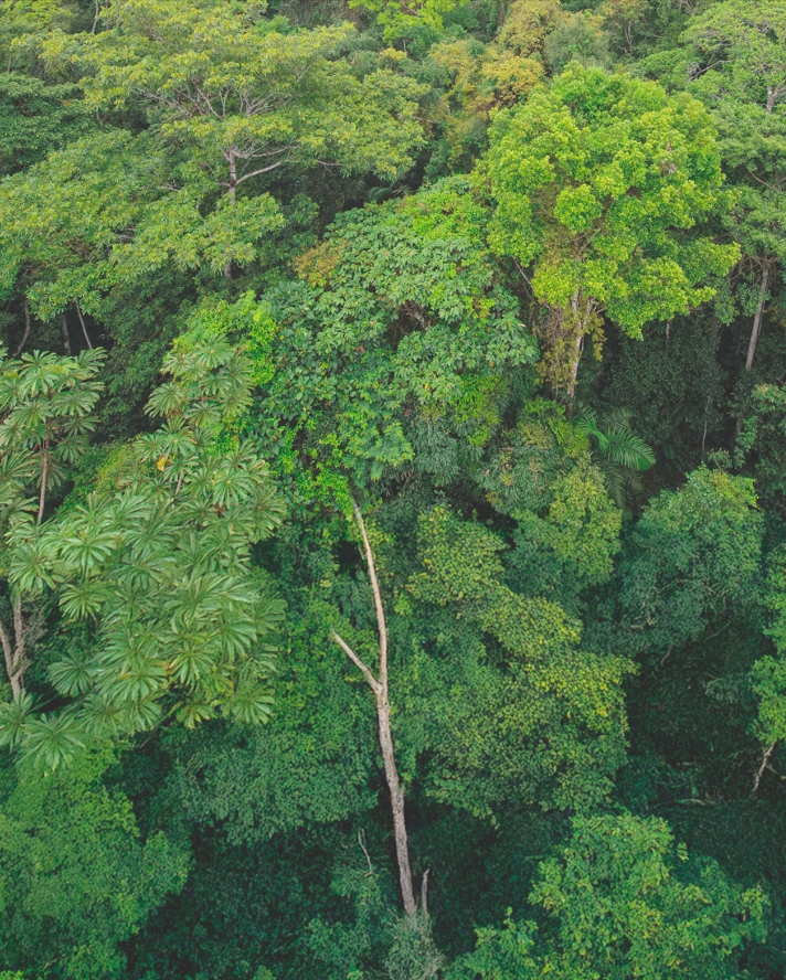 Hvad betyder det, når træ er fra 
certificeret skovdrift?.