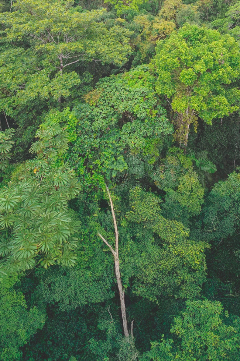 Hvad betyder det, når træ er fra 
certificeret skovdrift?.