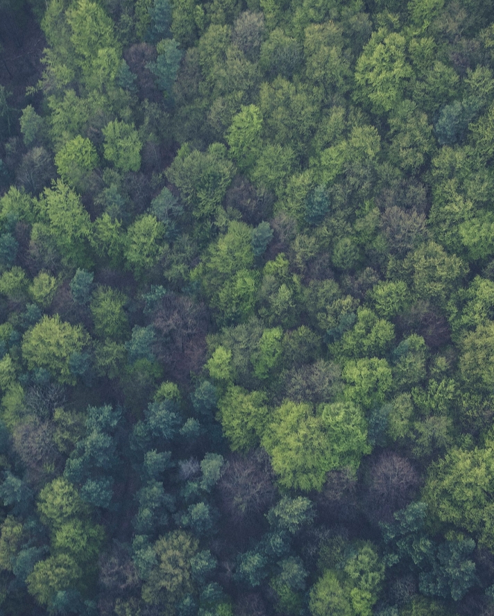 Hvad er CITES-konventionens rolle i bæredygtig træhandel?.