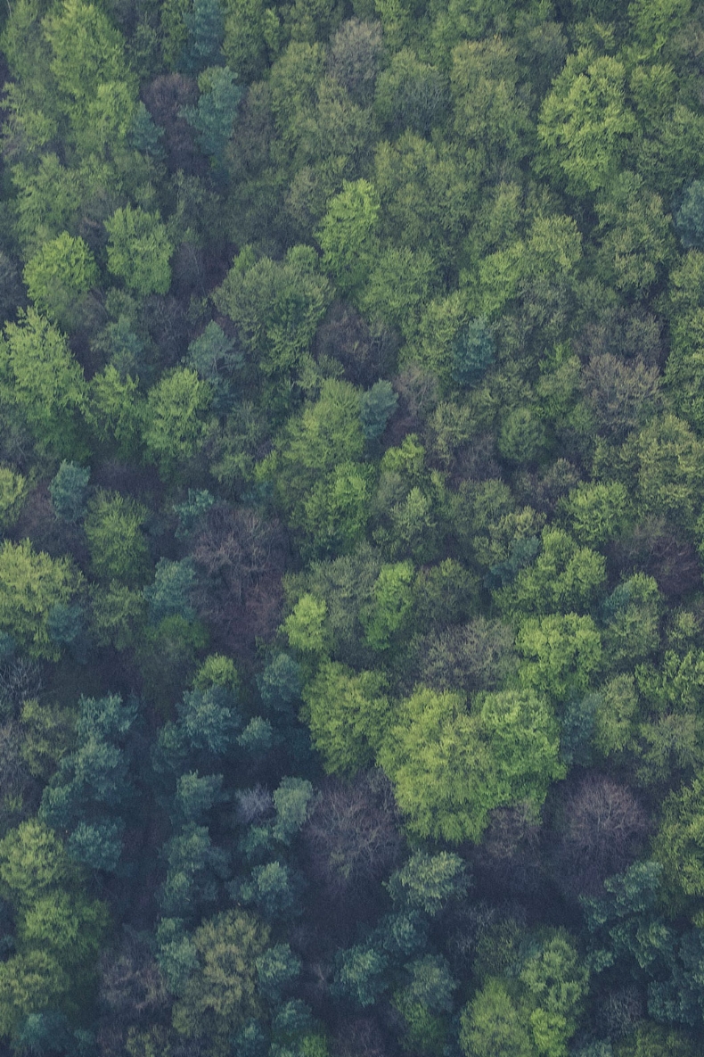 Hvad er CITES-konventionens rolle i bæredygtig træhandel?.