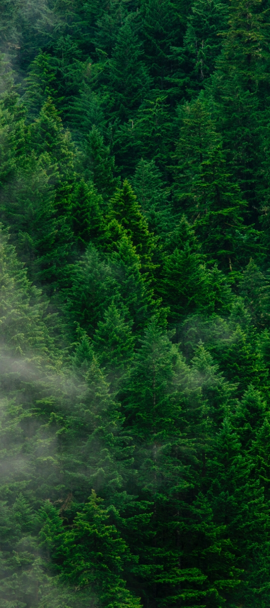 </br>Ansvarlig skovdrift.