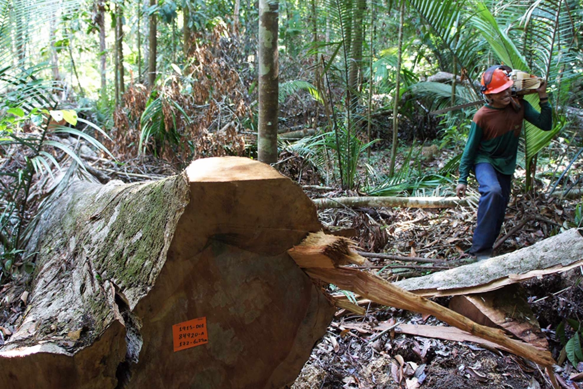 Sådan bevares regnskoven .