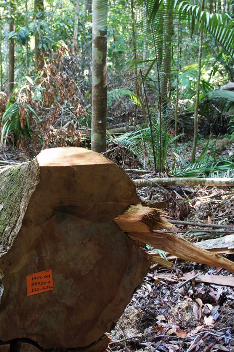 Sådan bevares regnskoven .