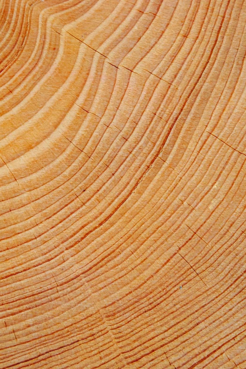 Mindre kendte 
tropiske træarter.